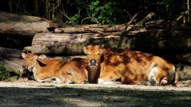 Banteng, Bos javanicus veya Red Bull. Vahşi bir sığır türüdür ama sığır ve bizondan farklı kilit özellikler vardır: hem erkek hem de dişilerde beyaz bir şerit..