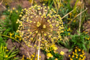 2024 Kirchheim, Bavyera, Almanya 'daki State Garden Show' dan izlenimler