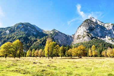 Ahornboden 'daki akçaağaç ağaçlarının sonbahar manzarası, Karwendel dağları, Tyrol, Avusturya