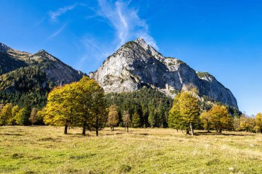 Ahornboden 'daki akçaağaç ağaçlarının sonbahar manzarası, Karwendel dağları, Tyrol, Avusturya