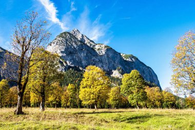 Ahornboden 'daki akçaağaç ağaçlarının sonbahar manzarası, Karwendel dağları, Tyrol, Avusturya