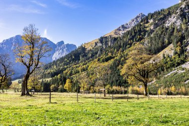 Ahornboden 'daki akçaağaç ağaçlarının sonbahar manzarası, Karwendel dağları, Tyrol, Avusturya