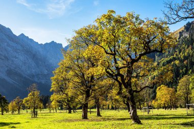Ahornboden 'daki akçaağaç ağaçlarının sonbahar manzarası, Karwendel dağları, Tyrol, Avusturya
