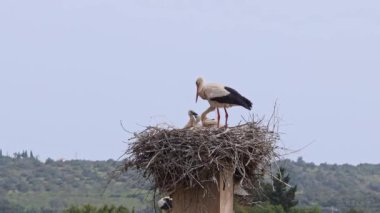 Büyüleyici Beyaz Leylekler, Portekiz 'in Algarve bölgesindeki Odiaxere' de Ciconia ciconia..
