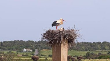 Büyüleyici Beyaz Leylekler, Portekiz 'in Algarve bölgesindeki Odiaxere' de Ciconia ciconia..