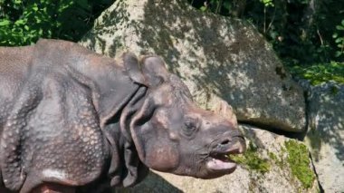 Hintli gergedan, gergedan unicornis de Büyük Tek Boynuzlu Gergedan ve Asyalı Tek Boynuzlu Gergedan olarak adlandırılır ve gergedan familyasına aittir..