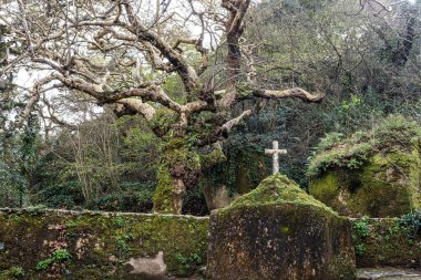 Portekiz 'deki Serra de Sintra Ulusal Parkı' nda terk edilmiş ve boş bir ortaçağ kongresi.