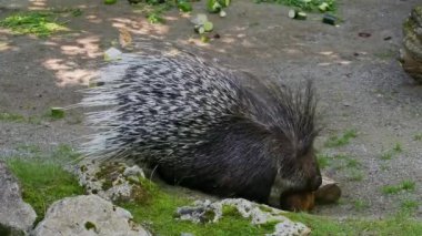 Hint armalı kirpi (