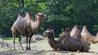 Bactrian develeri (Camelus bactrianus), Orta Asya 'nın bozkırlarına özgü büyük, tek ayak parmaklı bir bakteridir. Bactrian devesinin sırtında iki hörgücü vardır.