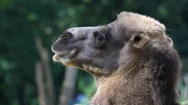 Bactrian develeri (Camelus bactrianus), Orta Asya 'nın bozkırlarına özgü büyük, tek ayak parmaklı bir bakteridir. Bactrian devesinin sırtında iki hörgücü vardır.