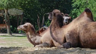 Bactrian develeri (Camelus bactrianus), Orta Asya 'nın bozkırlarına özgü büyük, tek ayak parmaklı bir bakteridir. Bactrian devesinin sırtında iki hörgücü vardır.