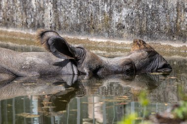 Hintli gergedan, gergedan unicornis de Büyük Tek Boynuzlu Gergedan ve Asyalı Tek Boynuzlu Gergedan olarak adlandırılır ve gergedan familyasına aittir..