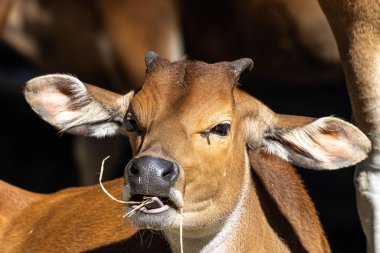 Banteng, Bos javanicus veya Red Bull. Vahşi bir sığır türüdür ama sığır ve bizondan farklı kilit özellikler vardır: hem erkek hem de dişilerde beyaz bir şerit..