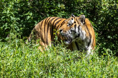 Sibirya kaplanı, Panthera tigris altaica dünyanın en büyük kedisidir.