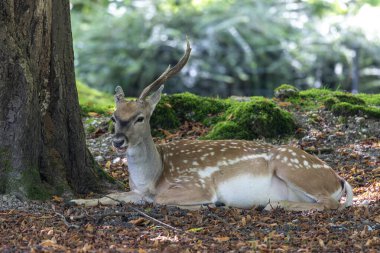 Fallow deer, Dama mezopotamya, Cervidae familyasından bir memeli türü..