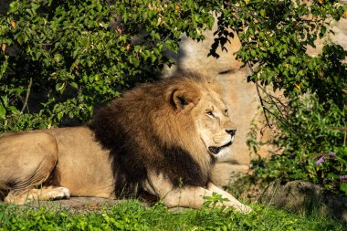 Aslan, Panthera leo, Panthera cinsindeki dört büyük kediden biridir ve Felidae familyasının bir üyesidir..