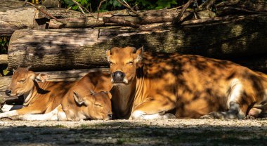 Banteng ailesi, Bos javanicus veya Red Bull. Vahşi bir sığır türüdür ama sığır ve bizondan farklı kilit özellikler vardır: hem erkek hem de dişilerde beyaz bir şerit..
