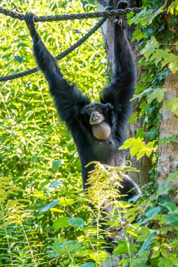 Siyah kafalı örümcek maymun, Ateles fusciceps bir örümcek maymun türüdür, yeni dünya maymun türü, orta ve Güney Amerika 'dan.