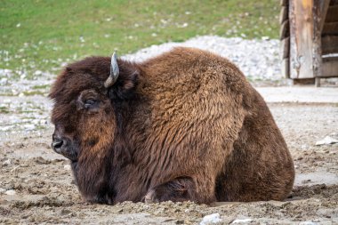 The American bison or simply bison, also commonly known as the American buffalo or simply buffalo, is a North American species of bison that once roamed North America in vast herds. clipart