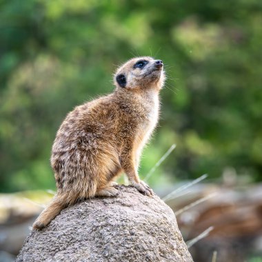 Meerkat, Suricata suricatta bir taşın üzerinde oturuyor ve uzaklığa bakıyor..