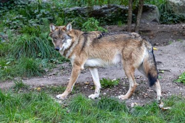 Kurt, gri kurt ya da kereste kurdu olarak da bilinen, Avrasya ve Kuzey Amerika 'nın vahşi ve uzak bölgelerinde yaşayan bir köpek türüdür..