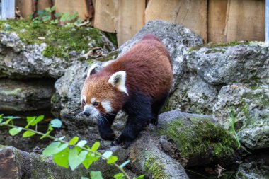 Kırmızı panda, Ailurus fulgens, daha küçük panda ve kırmızı kedi ayı olarak da bilinir..