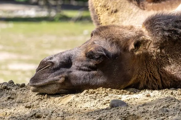 Bactrian develeri (Camelus bactrianus), Orta Asya 'nın bozkırlarına özgü büyük, tek ayak parmaklı bir bakteridir. Bactrian devesinin sırtında iki hörgücü vardır.