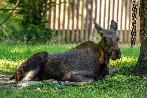 stock image European Moose, Alces alces, also known as the elk. Wild life animal.