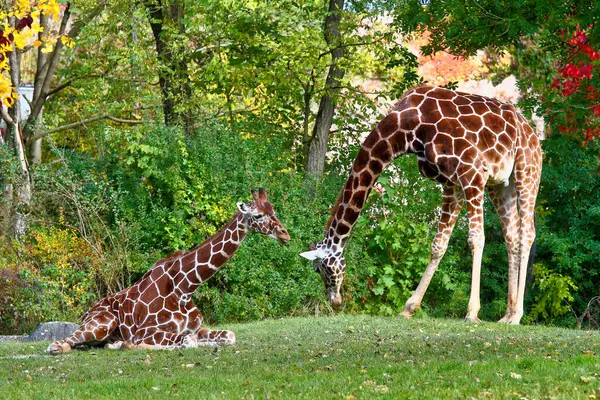 stock image The giraffe, Giraffa camelopardalis is an African even-toed ungulate mammal, the tallest of all extant land-living animal species, and the largest ruminant.