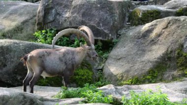 Alman parkındaki bir kayanın üzerinde oturan dağ keçisi ya da kapra dağ keçisi.