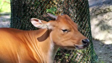 Banteng, Bos javanicus veya Red Bull. Vahşi bir sığır türüdür ama sığır ve bizondan farklı kilit özellikler vardır: hem erkek hem de dişilerde beyaz bir şerit..