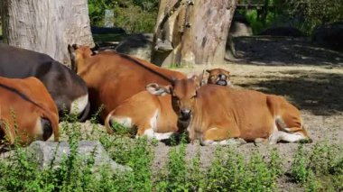 Banteng, Bos javanicus veya Red Bull. Vahşi bir sığır türüdür ama sığır ve bizondan farklı kilit özellikler vardır: hem erkek hem de dişilerde beyaz bir şerit..