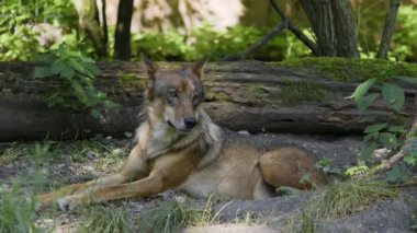Kurt, gri kurt ya da kereste kurdu olarak da bilinen, Avrasya ve Kuzey Amerika 'nın vahşi ve uzak bölgelerinde yaşayan bir köpek türüdür..