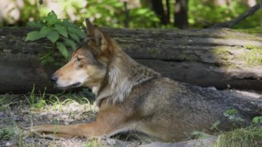 Kurt, gri kurt ya da kereste kurdu olarak da bilinen, Avrasya ve Kuzey Amerika 'nın vahşi ve uzak bölgelerinde yaşayan bir köpek türüdür..