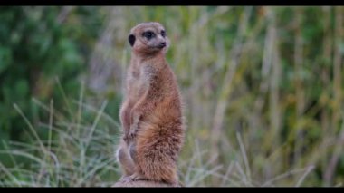Meerkat, Suricata suricatta bir taşın üzerinde oturuyor ve uzaklığa bakıyor.