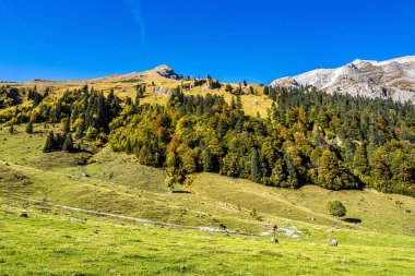 Ahornboden 'daki akçaağaç ağaçlarının sonbahar manzarası, Karwendel dağları, Tyrol, Avusturya