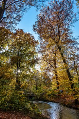Münih 'in ünlü dinlenme yeri Englischer Garten' da altın sonbahar manzarası. Düşmüş yaprakları ve altın güneş ışığı olan İngiliz bahçesi. Munchen, Bavyera, Almanya
