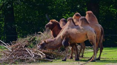 Bactrian develeri (Camelus bactrianus), Orta Asya 'nın bozkırlarına özgü büyük, tek ayak parmaklı bir bakteridir. Bactrian devesinin sırtında iki hörgücü vardır.