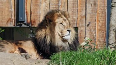 Aslan, Panthera leo, Panthera cinsindeki dört büyük kediden biridir ve Felidae familyasının bir üyesidir..