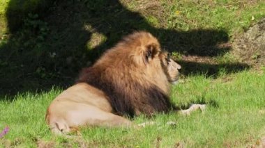 Aslan, Panthera leo, Panthera cinsindeki dört büyük kediden biridir ve Felidae familyasının bir üyesidir..