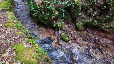 Büyük Göl, Büyük lago eski Bussaco Ulusal Ormanı 'nda, Luso' da, Aveiro Portekiz 'de, Avrupa' da