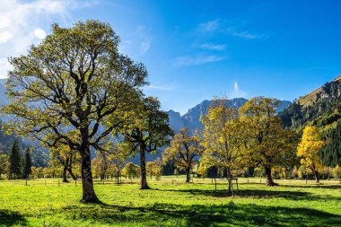Ahornboden 'daki akçaağaç ağaçlarının sonbahar manzarası, Karwendel dağları, Tyrol, Avusturya