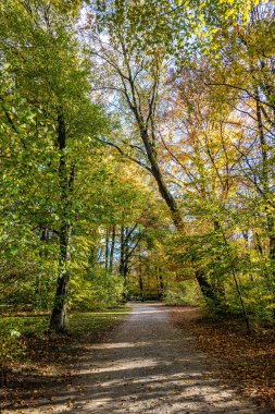 Golden autumn view in famous Munich relax place - Englischer Garten. English garden with fallen leaves and golden sunlight. Munchen, Bavaria, Germany clipart