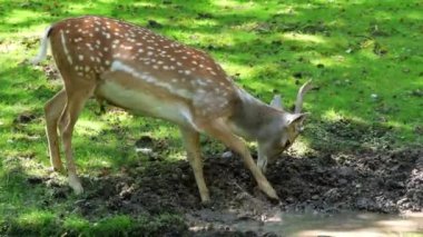 Fallow deer, Dama mezopotamya, Cervidae familyasından bir memeli türü..