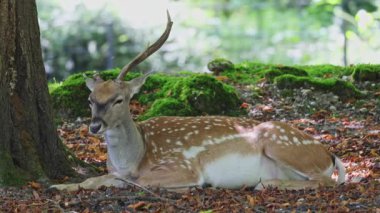 Fallow deer, Dama mezopotamya, Cervidae familyasından bir memeli türü..