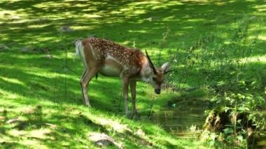 Fallow deer, Dama mezopotamya, Cervidae familyasından bir memeli türü..