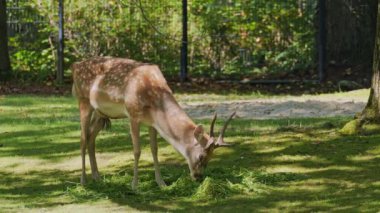 Fallow deer, Dama mezopotamya, Cervidae familyasından bir memeli türü..