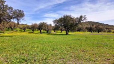 Arronches, Alentejo, Portekiz yakınlarındaki Hortas de Baixo 'daki Mantar Meşe Ormanı' ndan geçiyorum..