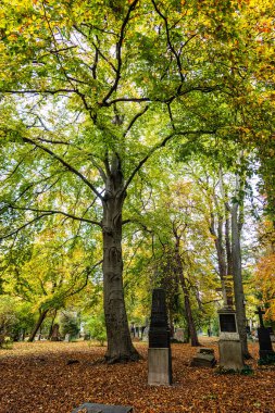 Münih, Almanya - 09 Kasım 2023: Münih 'teki Eski Kuzey Mezarlığı, Almanya' nın tarihi mezar taşlarıyla sonbahar manzarası. Cenazeler 1944 'ten beri burada yapılmadı. Bunun yerine mezarlık bir park olarak kullanılıyor..