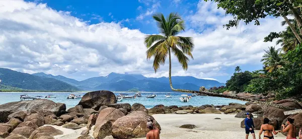 Ilha Grande, Brezilya - 27 Ocak 2024: Ilha Grande 'deki Aventureiro Sahili' ndeki ünlü hindistan cevizi ağacı, Angra dos Reis, Brezilya, Güney Amerika